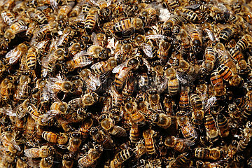 Neuenhagen  Deutschland  Honigbienen in einer Schwarmtraube