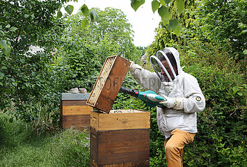 Neuenhagen  Deutschland  Imker blaest mit einem Laubblaeser Bienen aus einem Honigraum