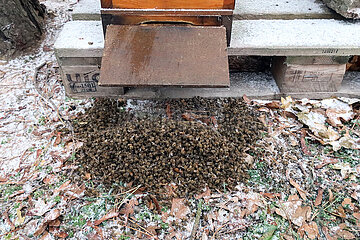 Berlin  Deutschland  tote Honigbienen liegen im Winter vor dem Eingang ihres Bienenstocks