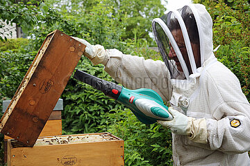 Neuenhagen  Deutschland  Imker blaest mit einem Laubblaeser Bienen aus einem Honigraum