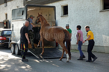 Roedinghausen  Deutschland  Pferd wird in einen Haenger verladen