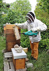 Neuenhagen  Deutschland  Imker blaest mit einem Laubblaeser Bienen von einer Honigwabe