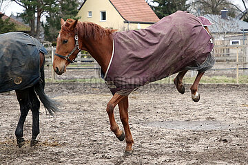 Neuenhagen  eingedecktes Pferd buckelt im Winter auf der Koppel