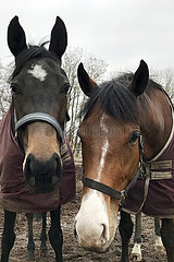 Neuenhagen  eingedeckte Pferde stehen im Winter auf einer Koppel und schauen aufmerksam. Easy Race (links) und Geopolitic