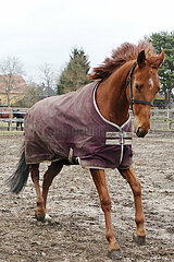 Neuenhagen  eingedecktes Pferd galoppiert im Winter ueber eine Koppel