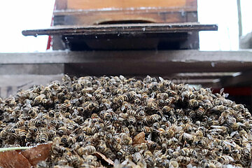 Berlin  Deutschland  tote Honigbienen liegen im Winter vor dem Eingang ihres Bienenstocks