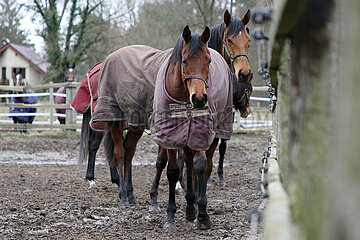 Neuenhagen  eingedeckte Pferde stehen im Winter auf einer Koppel