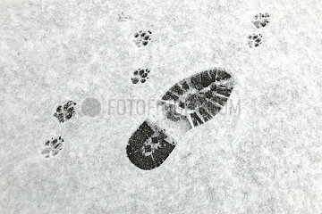 Berlin  Deutschland  Pfotenabdruecke eines Hundes und Schuhabdruck im Schnee