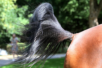 Hannover  Deutschland  Detailaufnahme: Schweif eines Pferdes