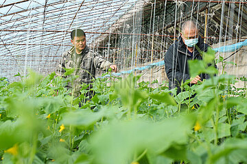 China-Heilongjiang-Greenhouse-Landwirtschaft (CN)