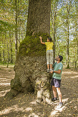 France. Auvergne. Allier (03) Discovering the giant oaks of the Troncais forest