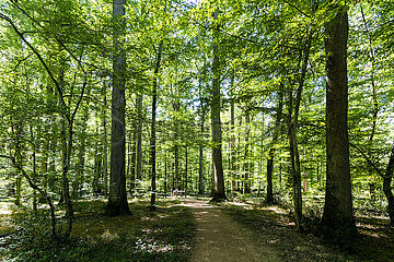 France. Auvergne Rhone Alpes. Allier (03) Country of Troncais. Covering nearly 11 000 hectares in the north-west of the Allier department  the Tronçais forest is one of the most beautiful forest areas in France. Developed by Colbert  the forest is known for its high quality oak trees