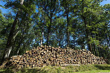 France. Auvergne Rhone Alpes. Allier (03) Pays de troncais. Wood cuts in the forest
