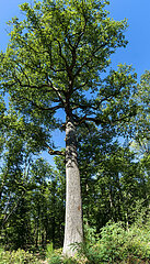 France. Auvergne Rhone Alpes. Allier (03) Pays de Troncais.Remarkable oak of the Troncais forest. Today  19 specimens are recognised as remarkable trees