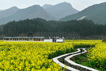 China-Guizhou-Cole-Blüten (CN)
