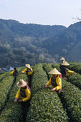 China-Zhejiang-Hangzhou-Mingqian Tea (CN)