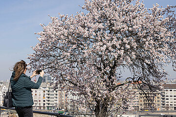Ungarn-Budapest-Mandelblüten