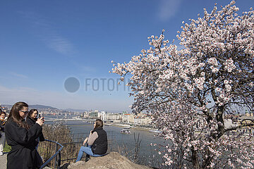 Ungarn-Budapest-Mandelblüten