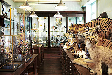 France. Paris (75) 6th arrondissement. The sober brown facade of Deyrolle rue du Bac hides one of Paris's strangest treasures  a vast collection of stuffed animals  preserved insects and impaled butterflies that looks more like a cabinet of curiosities than a shop