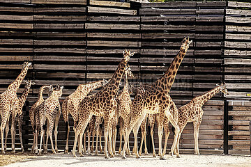 France. Paris (75) Giraffes at the new Vincennes zoo  renamed Paris Zoological Park