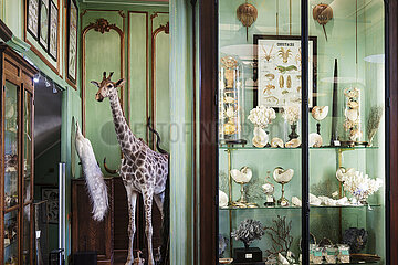 France. Paris (75) 6th arrondissement. The sober brown facade of Deyrolle rue du Bac hides one of Paris's strangest treasures  a vast collection of stuffed animals  preserved insects and impaled butterflies that looks more like a cabinet of curiosities than a shop