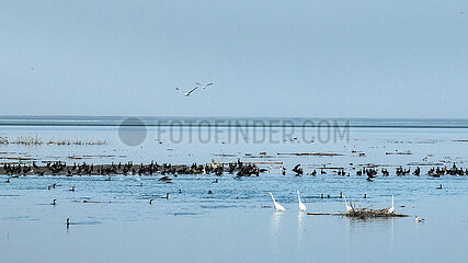 China-Xinjiang-Bosten Lake-Migration Birds (CN)