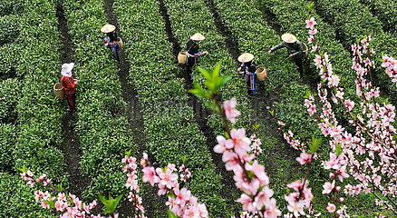 CHINA-HUNAN-CHANGNING-TEA INDUSTRY (CN)