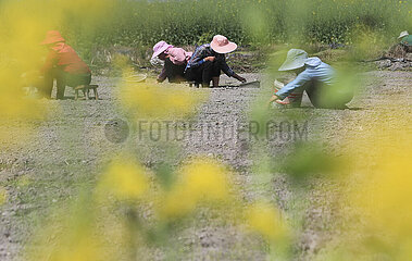 #CHINA-CHUNFEN-SPRING-FARMING (CN)