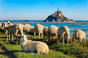 France. Normandy. Manche (50) Sheep grazing with the abbey of Mont-Saint-Michel in the background  listed as a UNESCO World Heritage Site