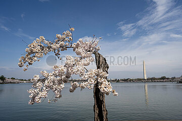 USA-Washington  D. C.-Cherry Blüten