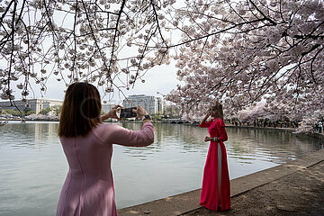 USA-Washington  D. C.-Cherry Blüten