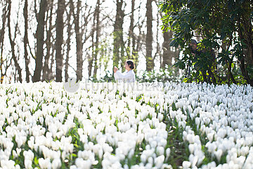 Die Niederlande-Lisse-Kekenhof Park-Tulip