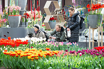 Die Niederlande-Lisse-Kekenhof Park-Tulip