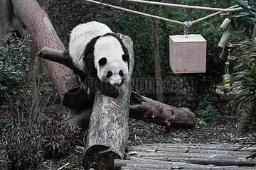 China-Sinnuan-Chegdu-Giant Panda (CN)