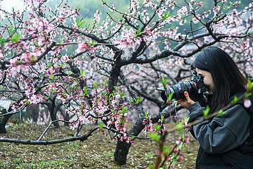 China-Zhejiang-Hangzhou-Peach-Blüten (CN)