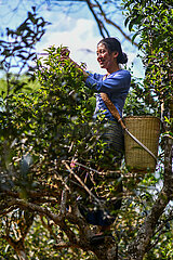 China-Yunnan-Jingmai Mountain-Tea Picking (CN)