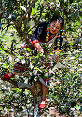 China-Yunnan-Jingmai Mountain-Tea Picking (CN)