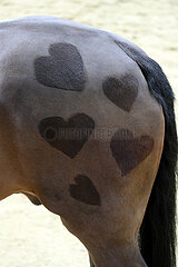 Doha  Herzen zieren die Hinterhand eines Pferdes
