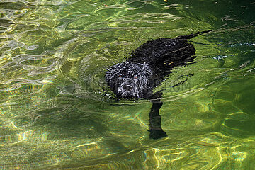 Biasco  Schweiz  Riesenschnauzer schwimmt in einem See