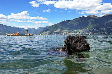 Locarno  Schweiz  Riesenschnauzer schwimmt im Lago Maggiore