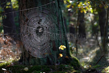 Dranse  Deutschland  Spinne sitzt im Wald in ihrem Netz