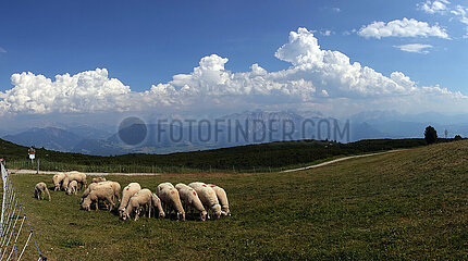 Ritten  Italien  Schafherde grast auf einer abgesteckten Wiese
