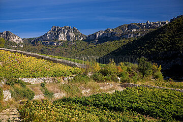 France. Occitany. Herault (34) Terrasses du Larzac vineyard near the Pas de l'Escalette