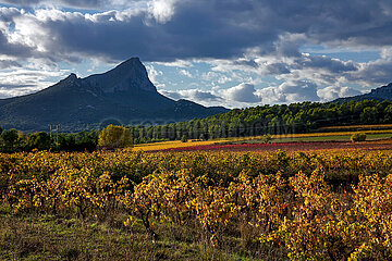 France. Herault (34) Vineyard at Pic St Loup and Hortus near St Croix de Quintillargues