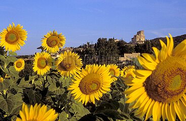 France. Drôme (26) Sunflower field. In the background the village of Poet-Laval