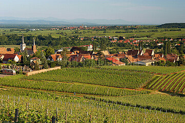 France. Bas-Rhin (67). MITTELBERGHEIM vineyard and village
