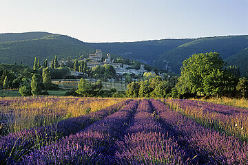 France. Drome (26) Drome Provencale region. Culture of lavender. The village of Poet-Laval in the background