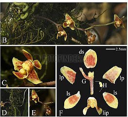 China-Tibet-Rare-Orchideen-Artenentwicklung (CN)