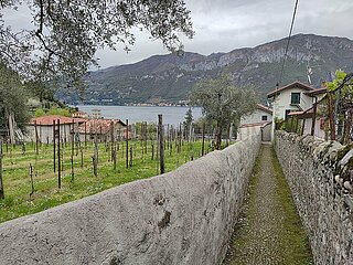 Weinanbau am Comer See in Italien
