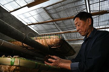 (Amazinganhui) China-Anhui-Qimen-Keemun-Fähigkeiten zur Herstellung von schwarzen Tee-Ineritors (CN)